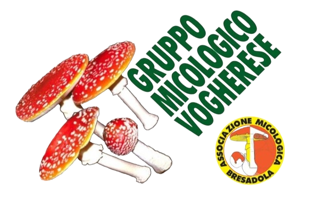 Logo della associazione con la logo della Associazione Micologica Bressadola